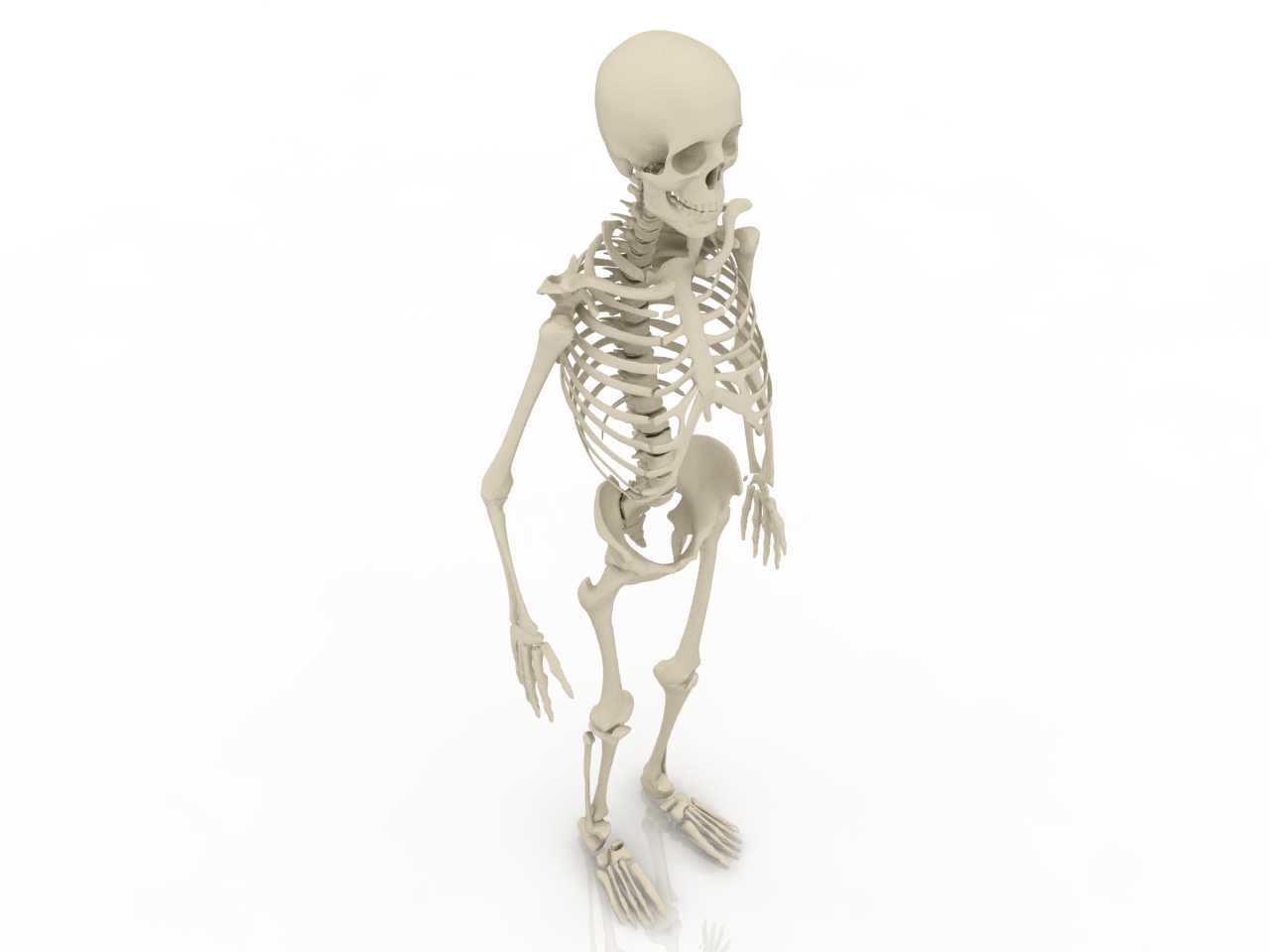 3D модели - Скелет