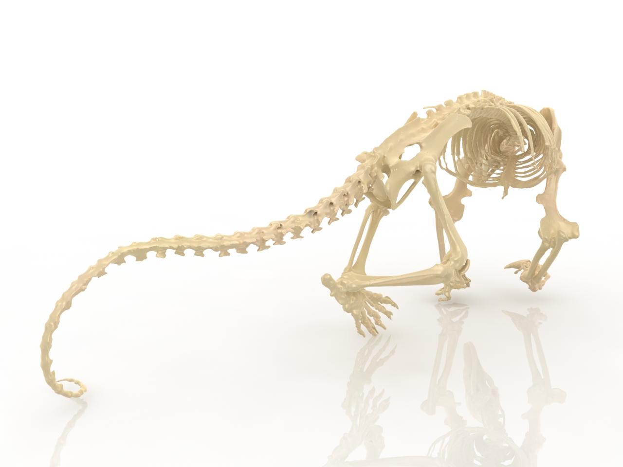 3D модели - Скелет ископаемого