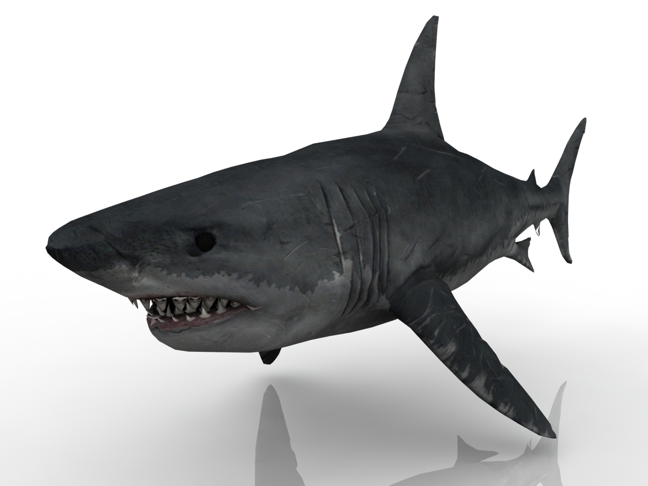 3D модели - Акула
