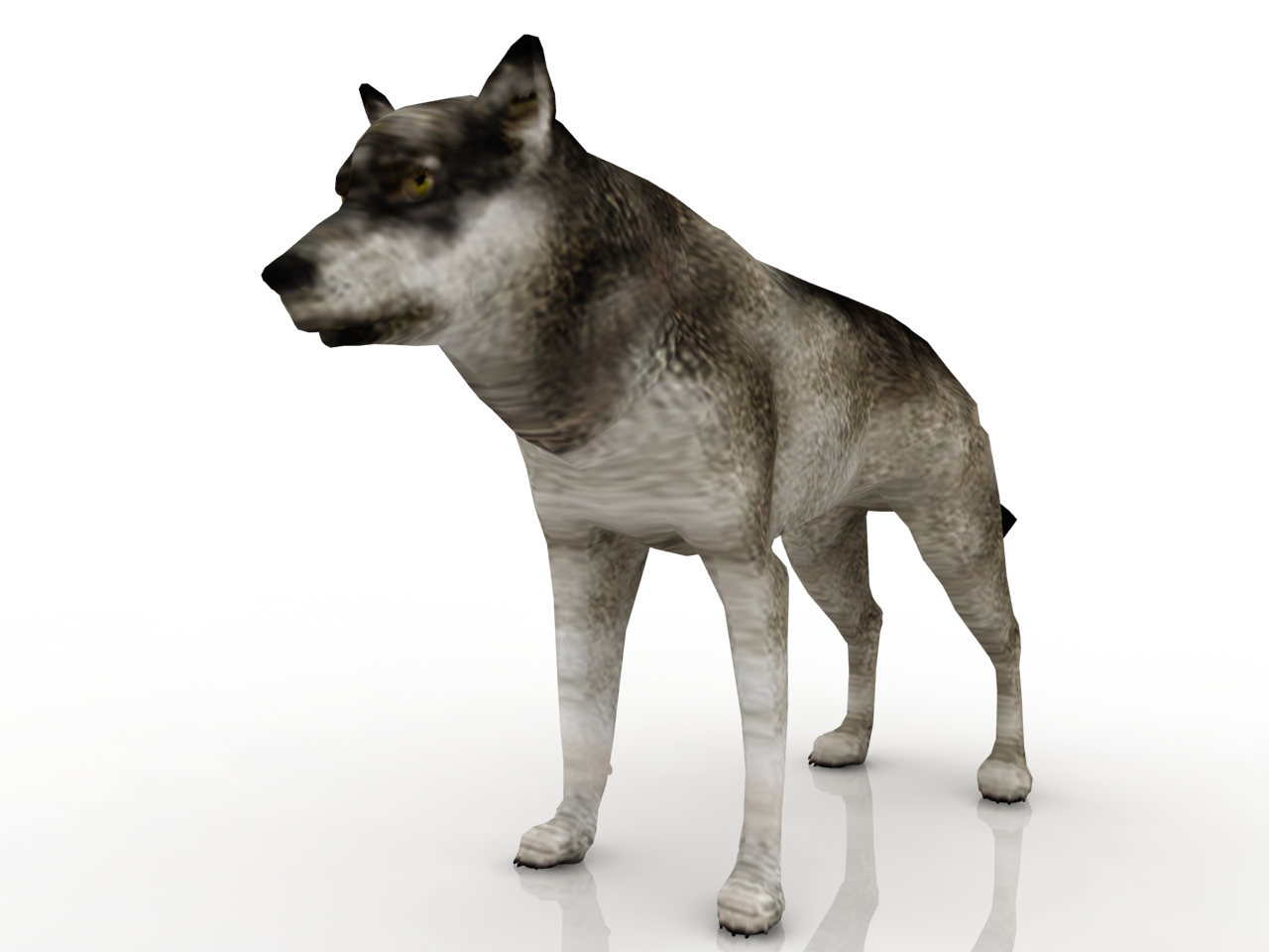 3D модели - Волк