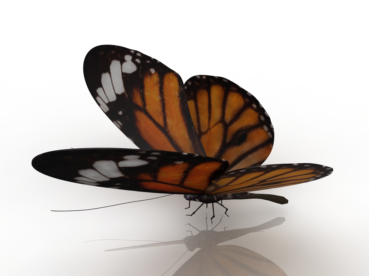3D модели - Бабочка