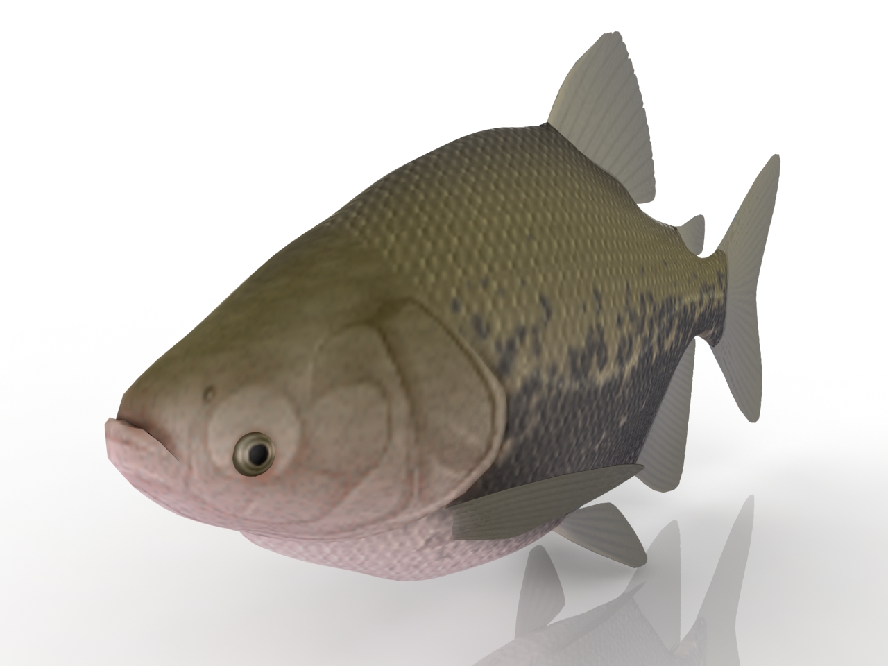 3D модели - Рыба