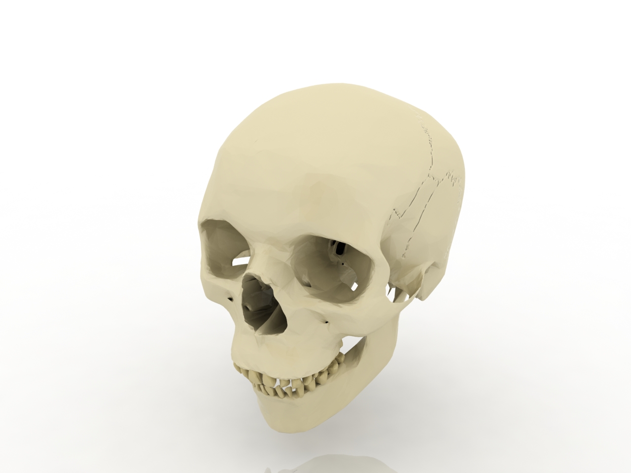 3D модели - череп