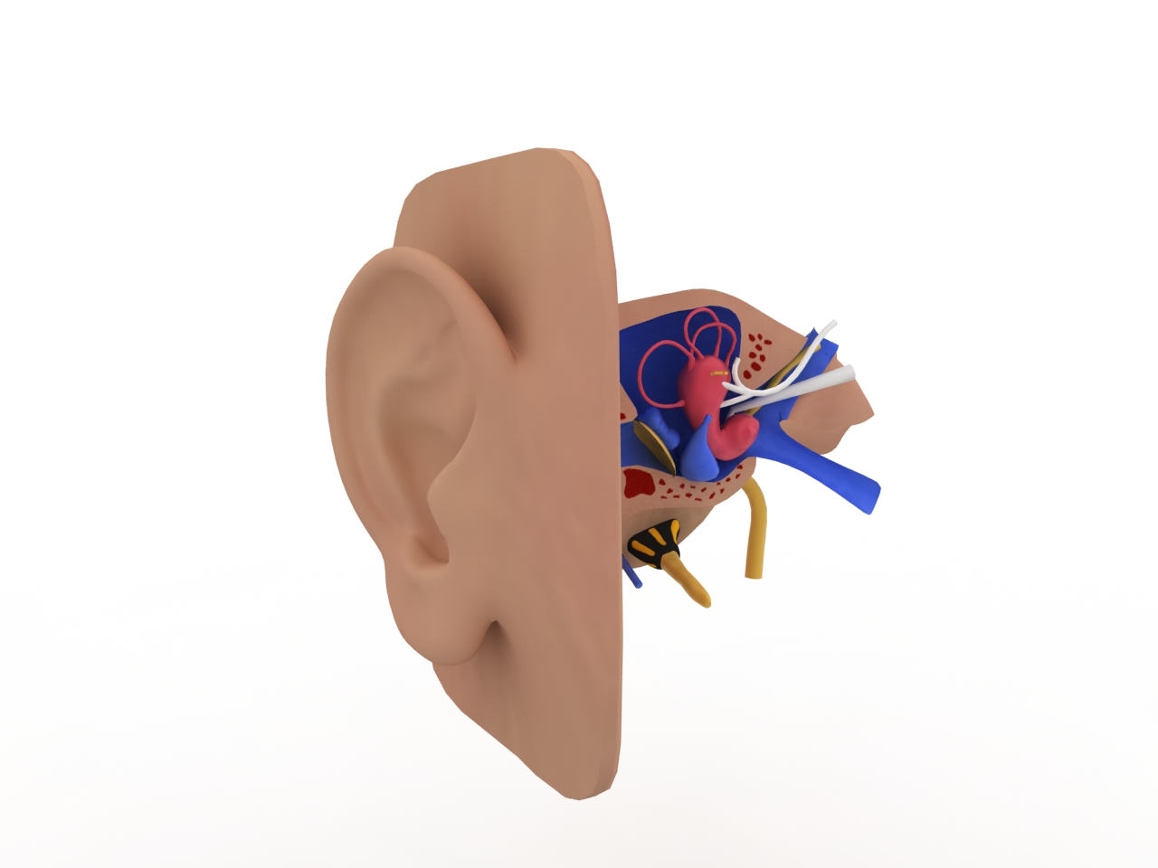 3D модели - ухо