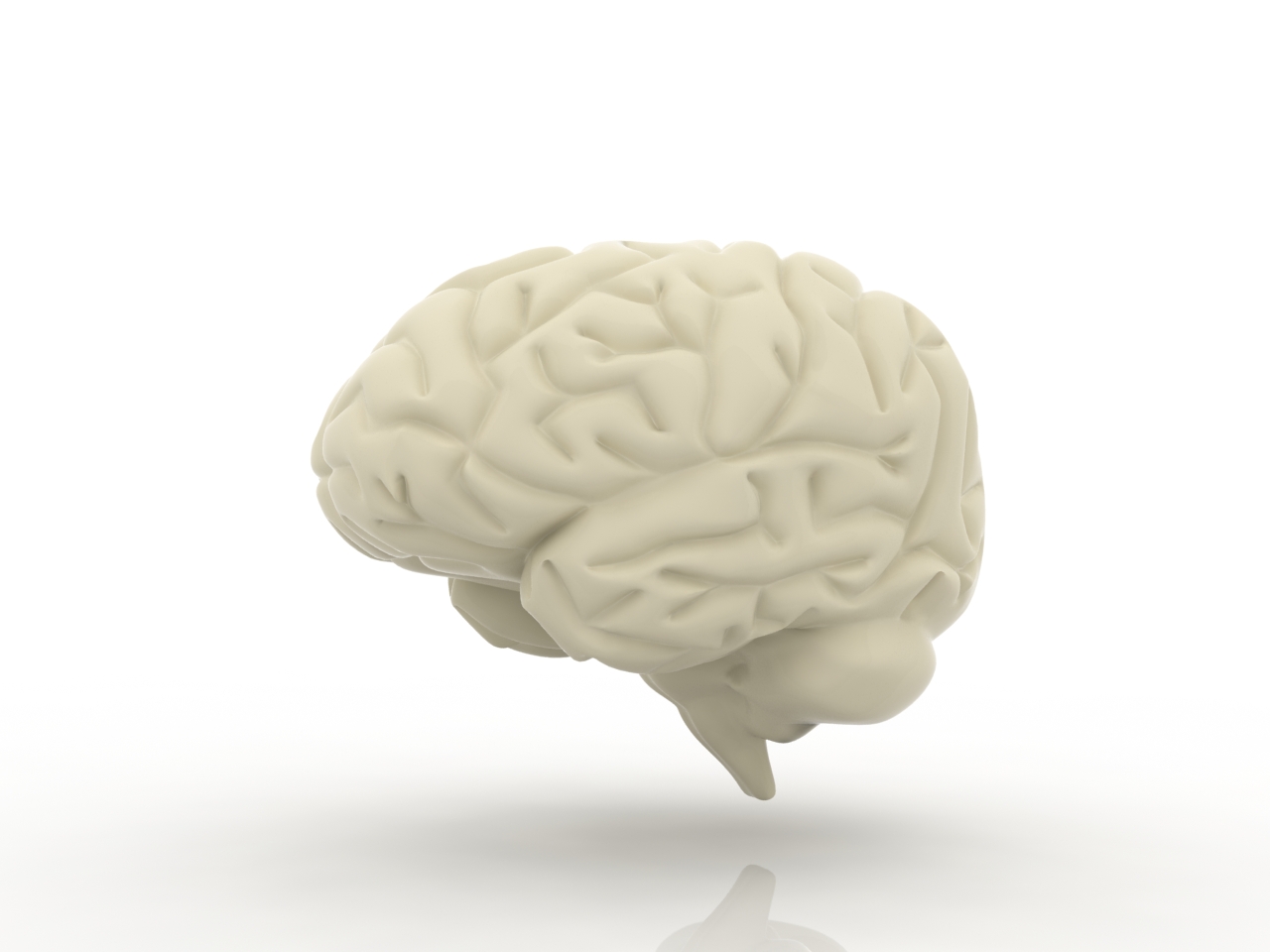 3D модели - мозг
