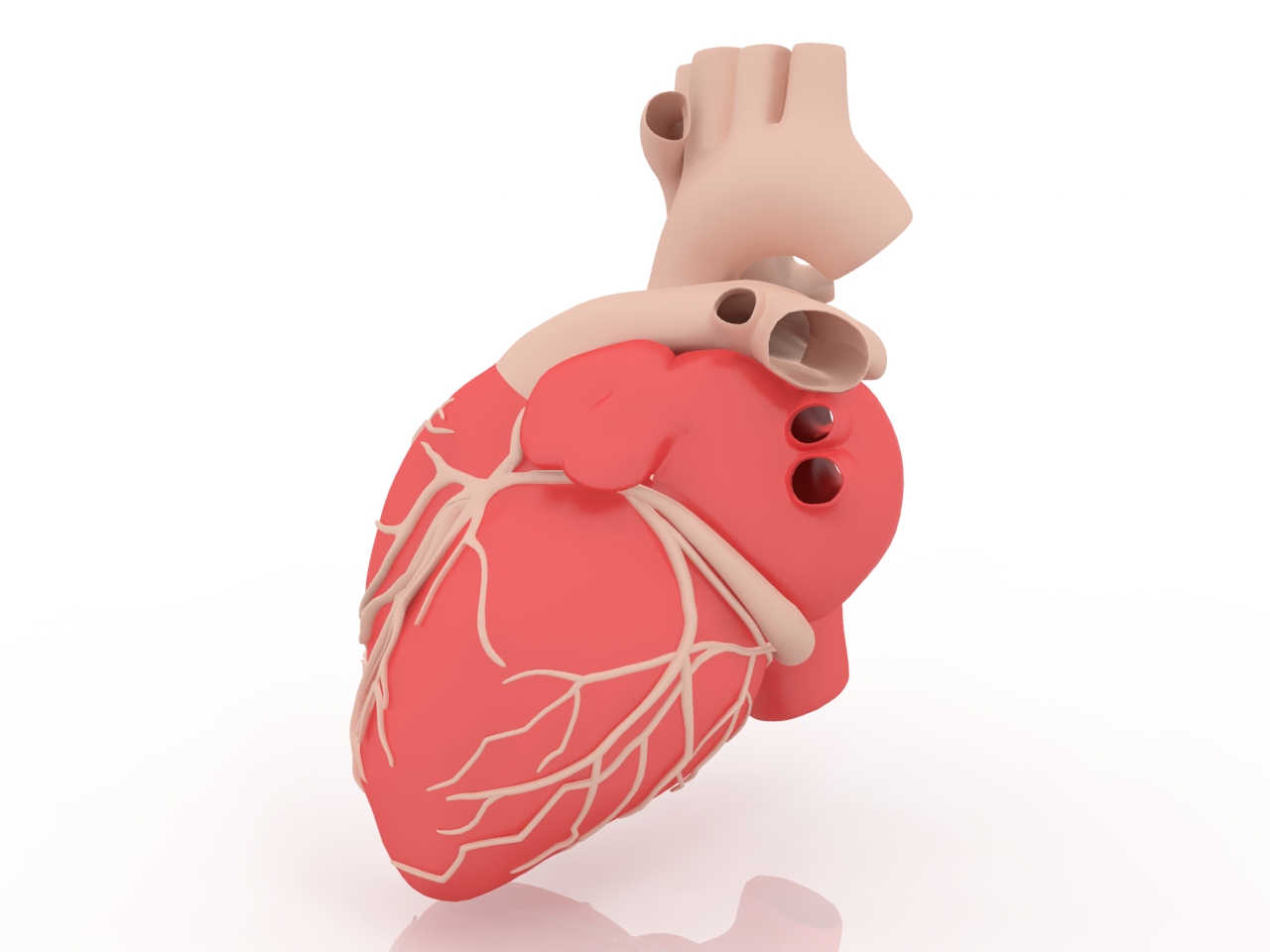 3D модели - сердце