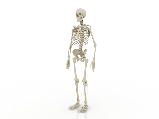 3d модель - Скелет