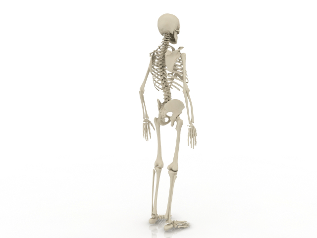 3d модель - Скелет