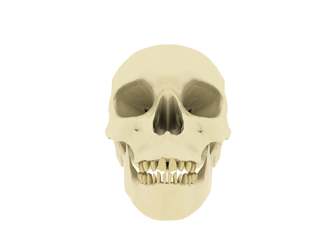 3d модель - череп