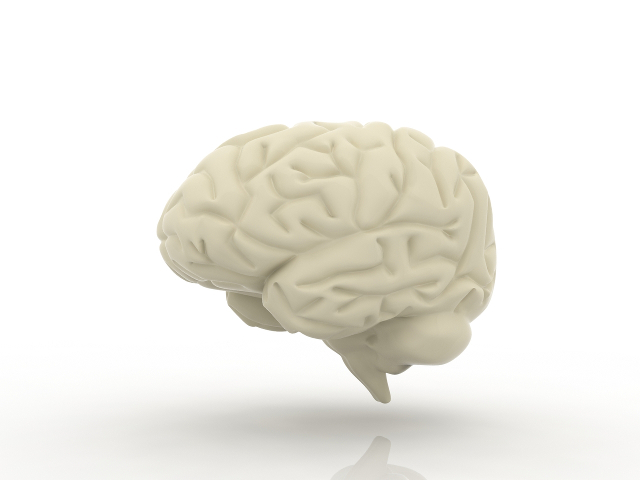 3d модель - мозг