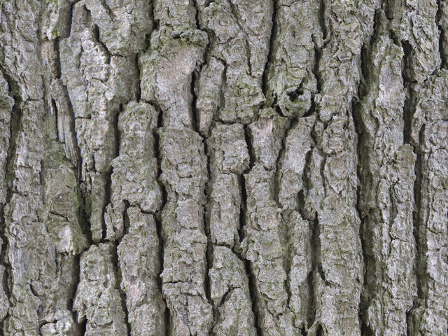 текстура - Кора дерева