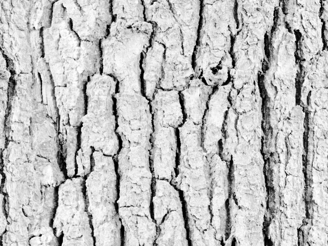 текстура - Кора дерева