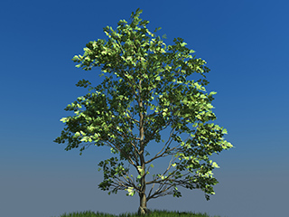 модели Деревья