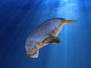 модели Морские животные