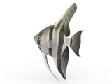 3d модель - Рыбка