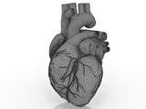 3d модель - сердце