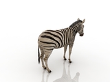 3d модель - Зебра