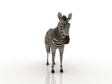 3d модель - Зебра
