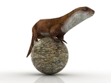 3d модель - Куница