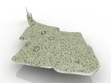 3d модель - Скат