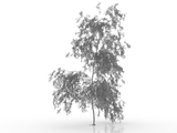 3d модель - Береза