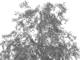 3d модель - Береза