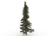 3d модель - Ель