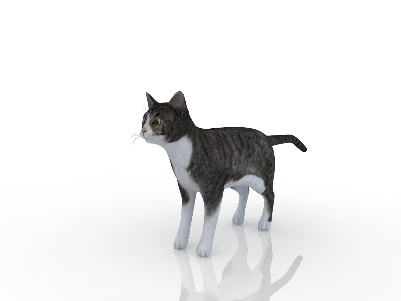 3D модели - Кот