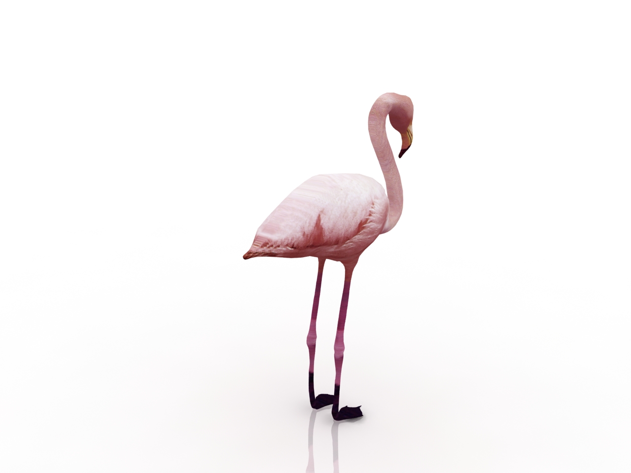 3D модели - Фламинго