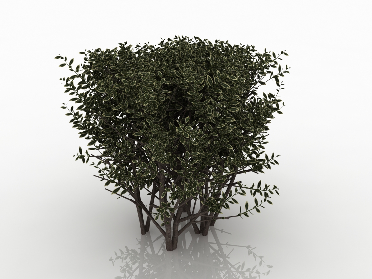 3D модели - Самшит-газон