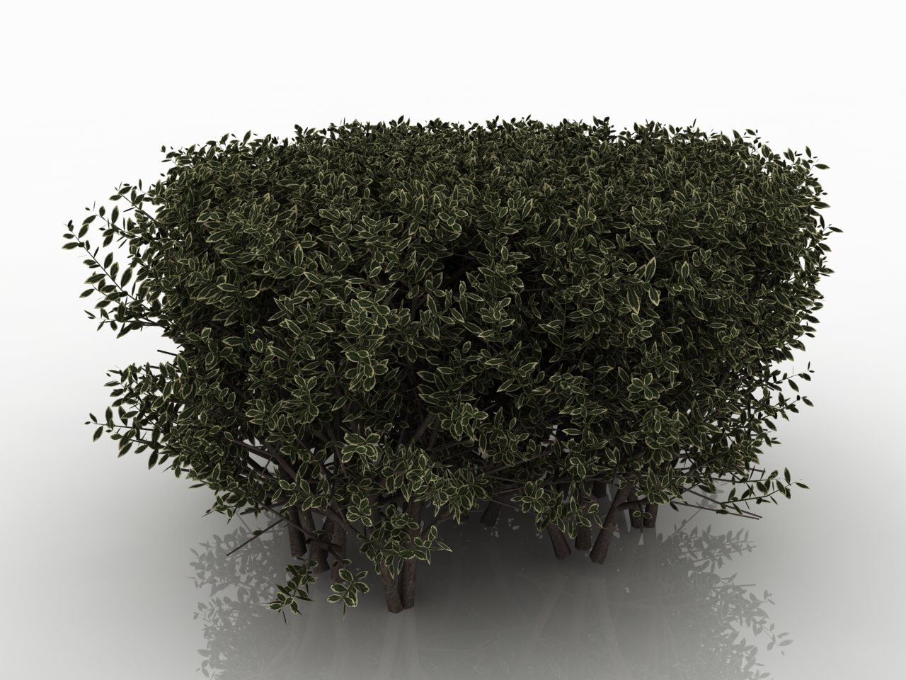 3D модели - Самшит-газон
