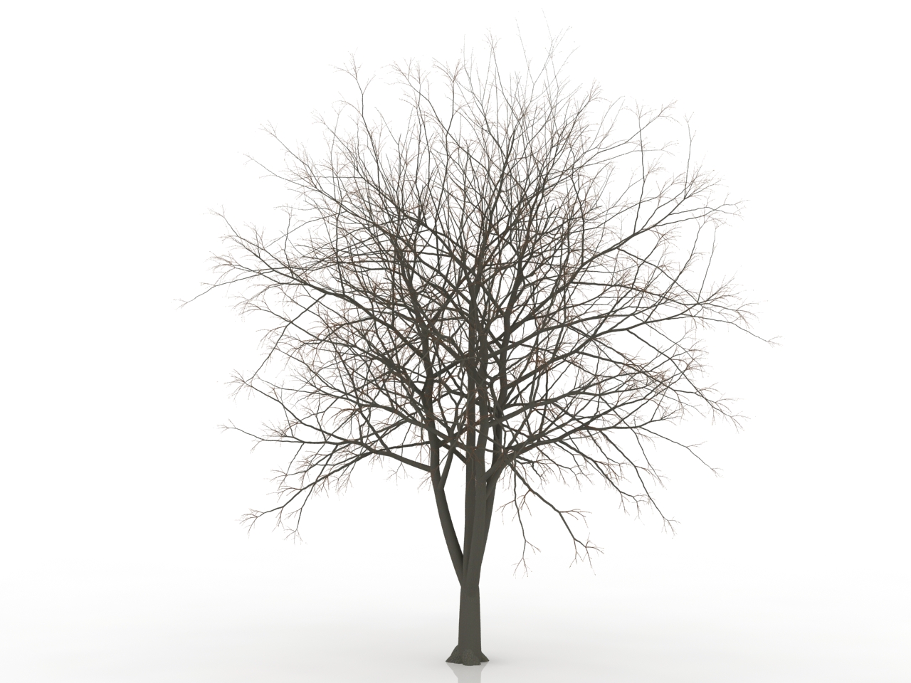 Дерево без листьев