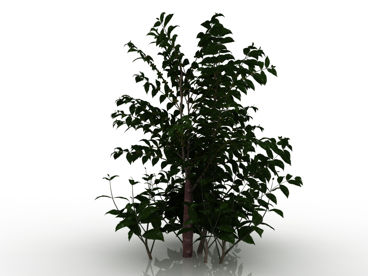 3D модели - Кофейное дерево