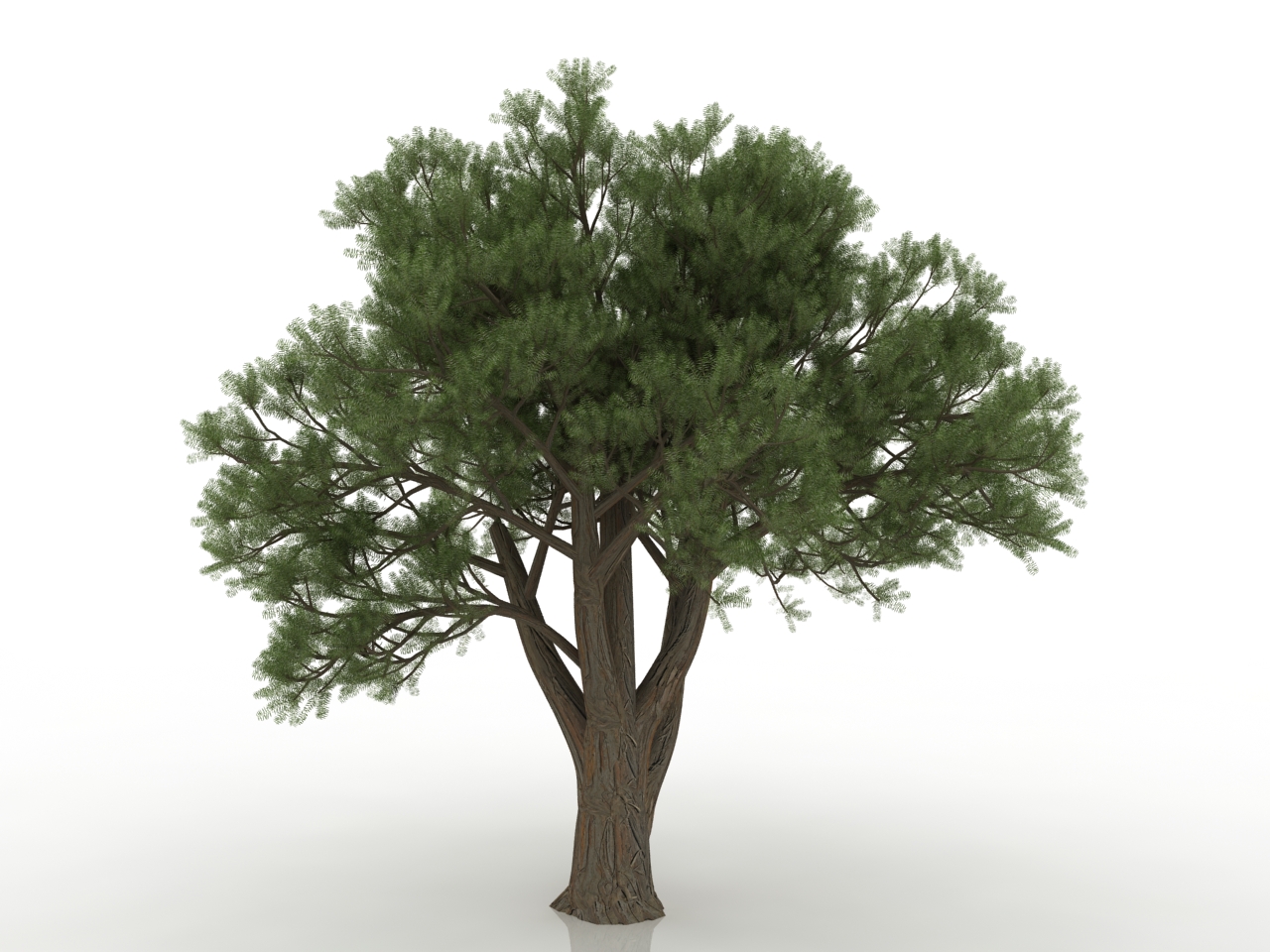3D модели - Красное дерево
