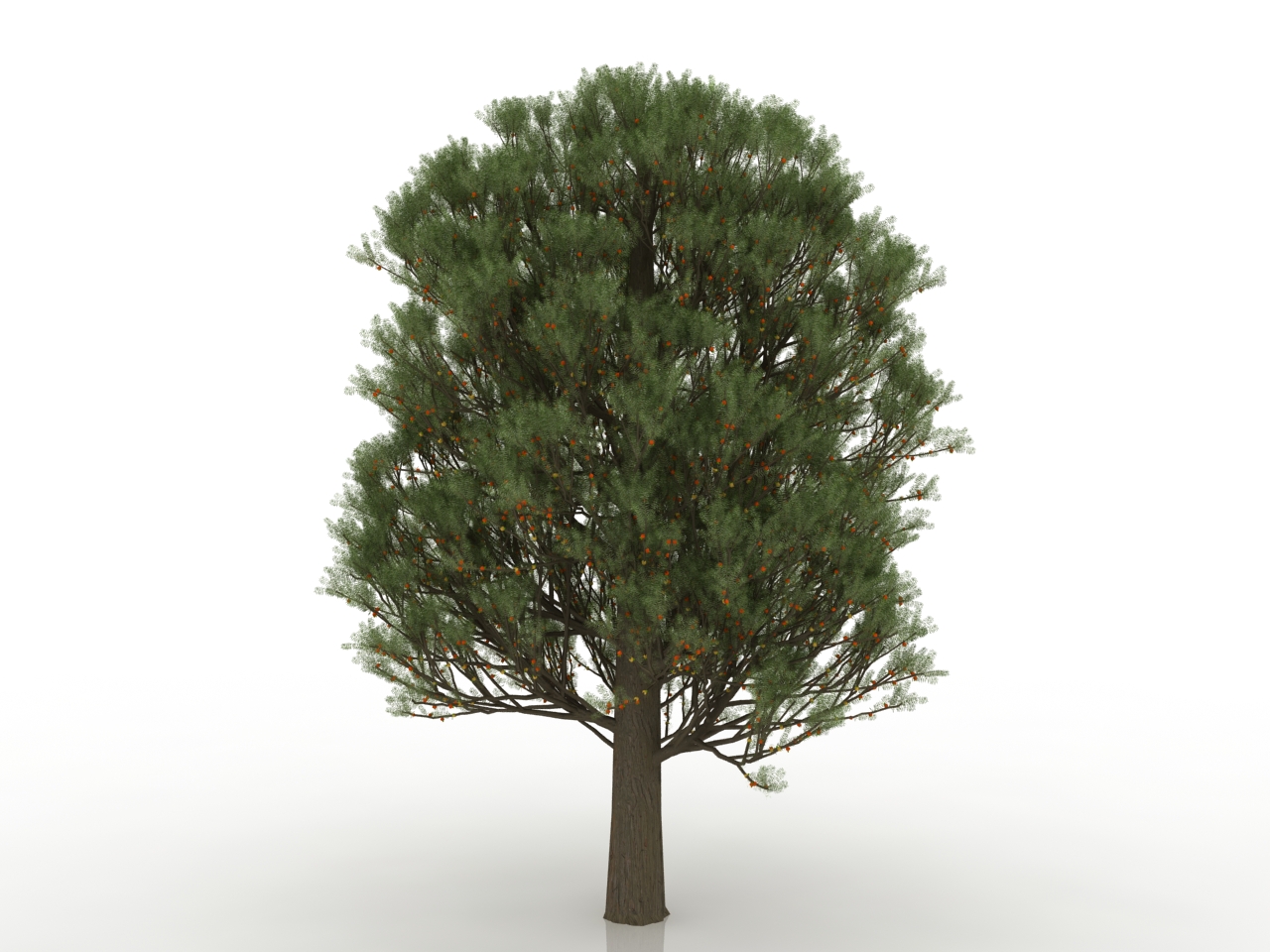 3D модели - Красное дерево