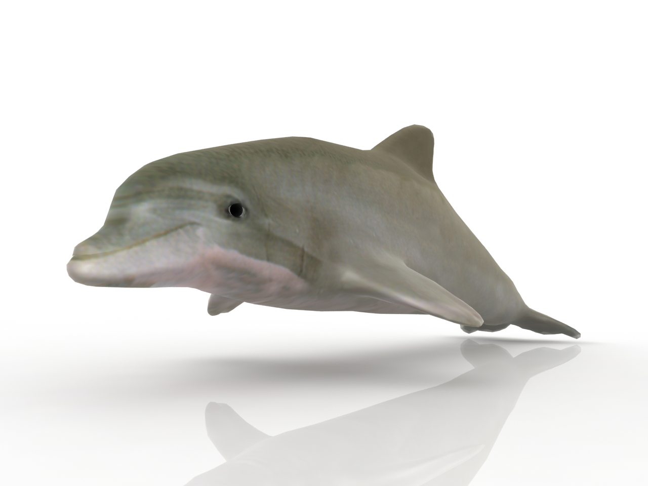 3D модели - Дельфин