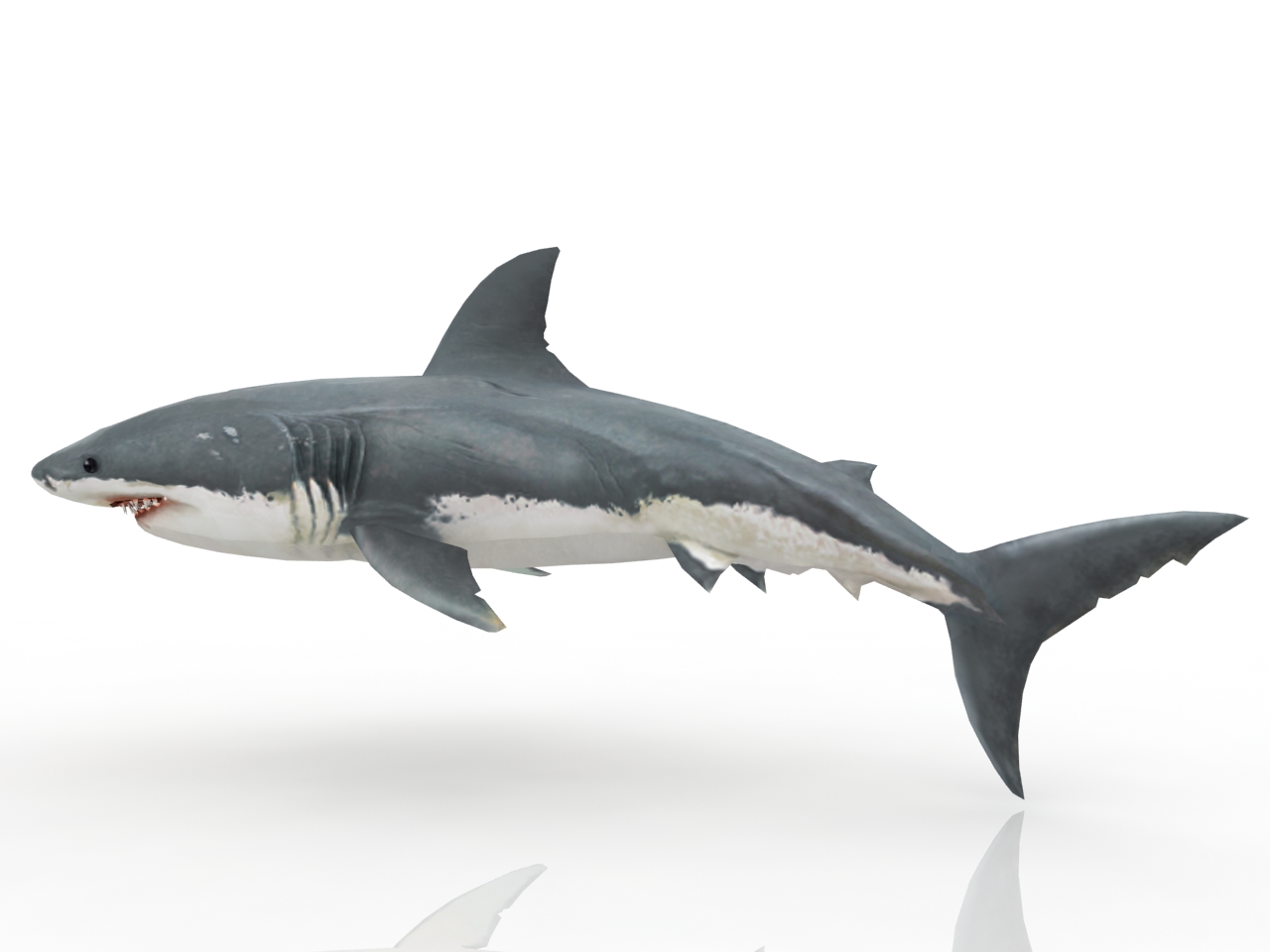 акула модель