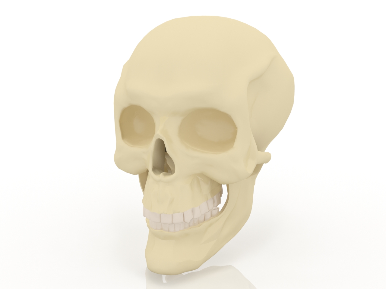 3D модели - череп