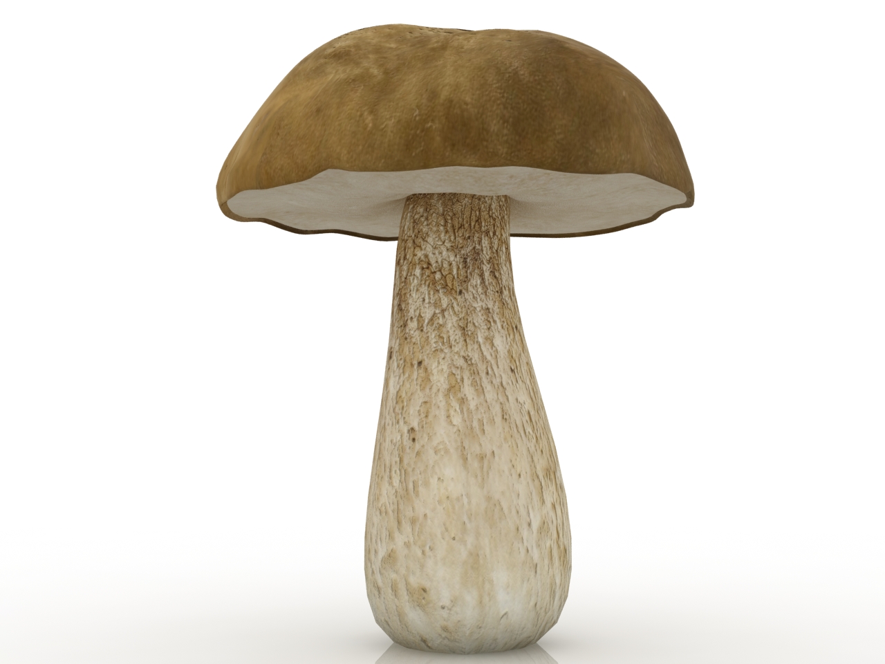 3D модели - Белый гриб
