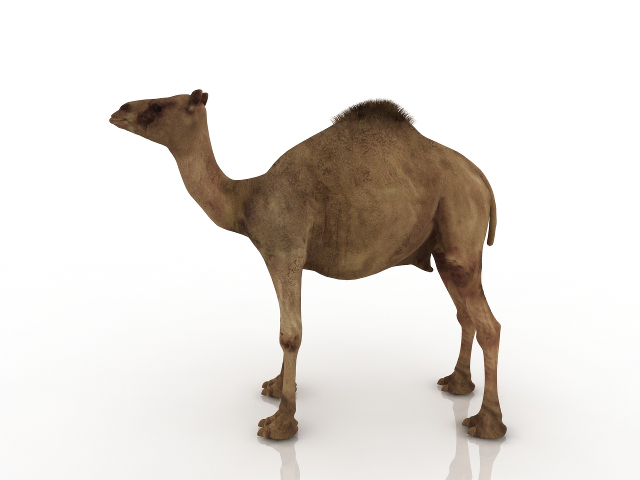 3d модель - Верблюд