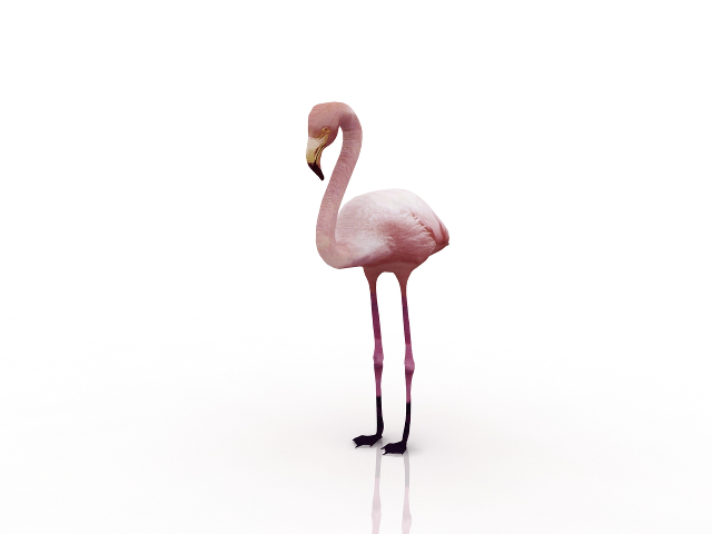 3d модель - Фламинго