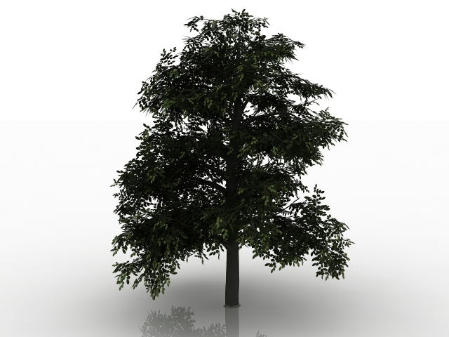 3D модели деревьев