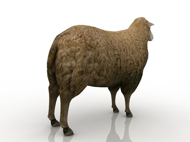 3d модель - Овца