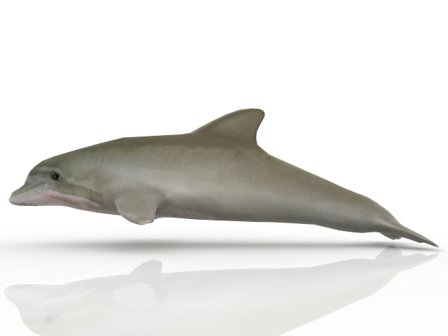 3d модель - Дельфин