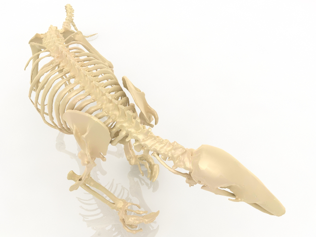 3d модель - Скелет ископаемого