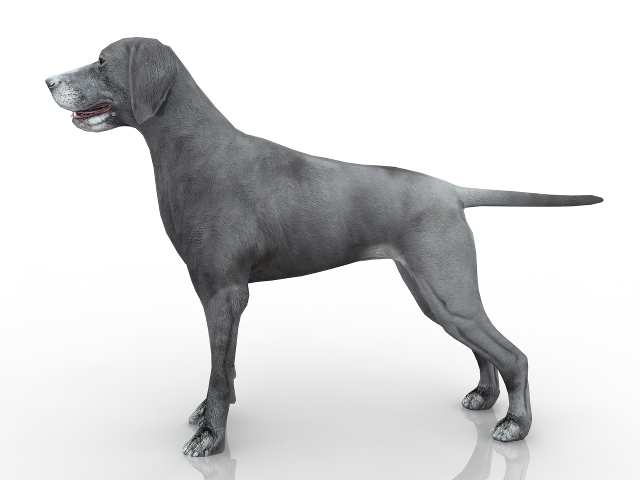 3d модель - Собака