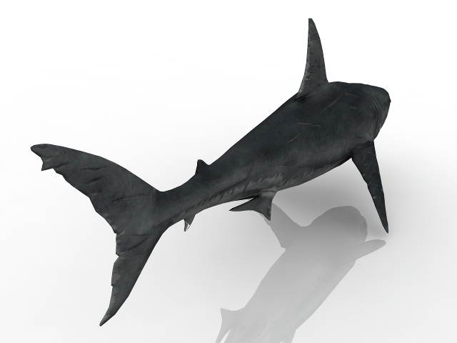 3d модель - Акула
