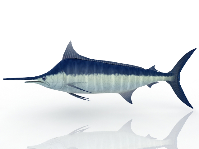 3d модель - Рыба-меч