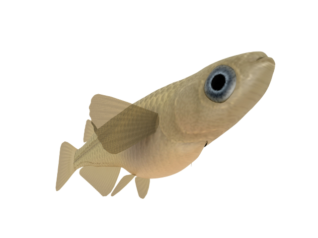 3d модель - Аквариумная рыбка