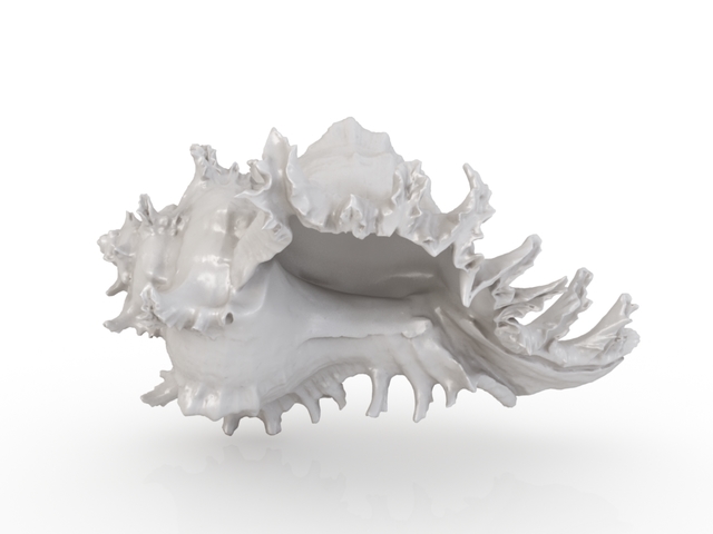 3d модель - Морская ракушка